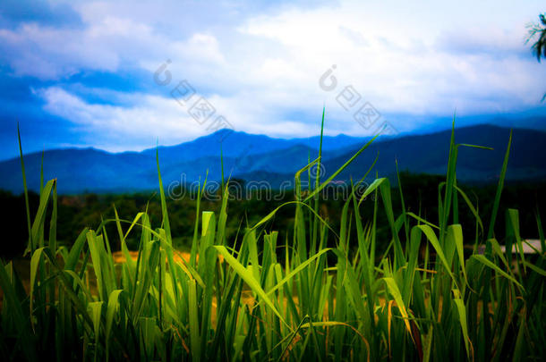 艺术乡村景观。 田野和草地