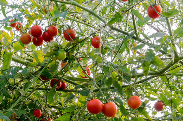绿色的，红色的樱桃西红柿生长在花园里。