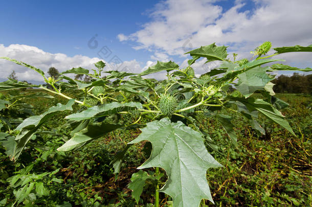 刺苹果