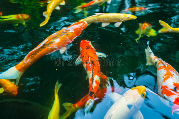 五颜六色的锦鲤鱼在水里游泳。