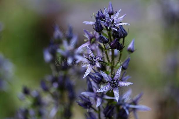 阿尔卑斯山每年的美丽的开<strong>花</strong>植物学