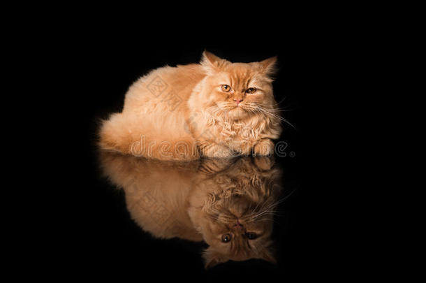 好奇的<strong>英国</strong>长毛猫躺在黑色的桌子上沉思。 黑色背景。