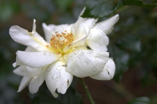 特写镜头滴花<strong>雨</strong>白色