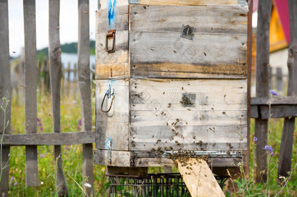 一排蜂箱在田野里。 花田里的养蜂人。 蜂箱在一个蜂箱里，蜜蜂上