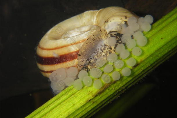 巨大的拉姆斯霍恩<strong>蜗牛</strong>-玛丽莎·科努阿里斯