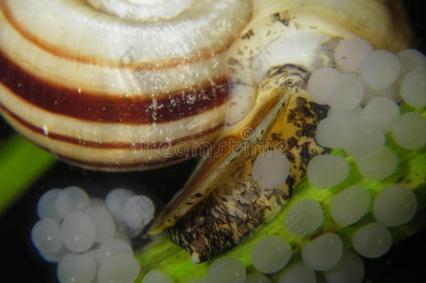 巨大的拉姆斯霍恩蜗牛-玛丽莎·科努阿里斯