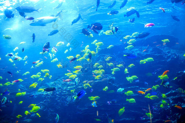 银莲花水水族馆水生的障碍