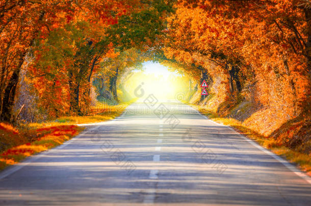 秋天的道路景观-树木隧道和神奇的光