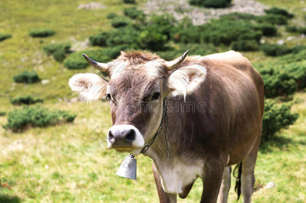 牛在山上的风景。 夏日