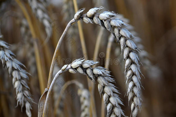 农业综合<strong>企业</strong>农业的农学适于耕种的面包