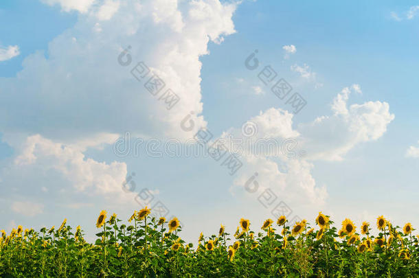 农业蓝色明亮的宽阔的云
