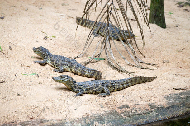 巴西鳄鱼和大自然中的异国海龟