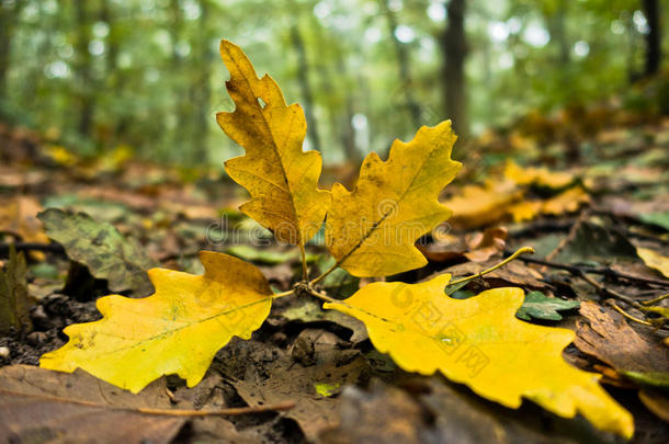 秋天森林小径上的落叶