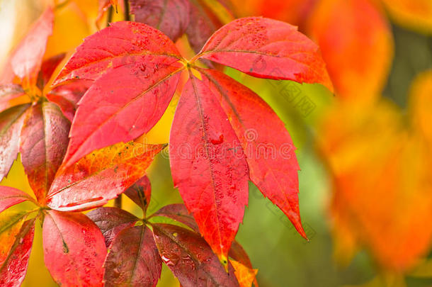 黄色、橙色和红色叶子上秋天的颜色