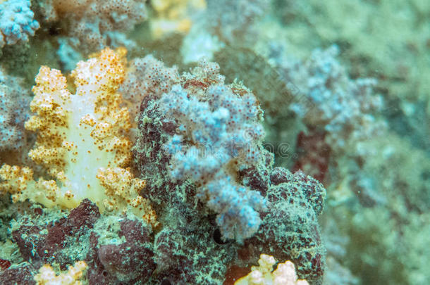 美丽的蓝色颜色丰富多彩的珊瑚