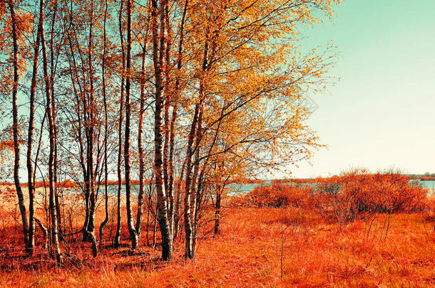 秋季彩色景观-小桦林在秋季阳光明媚的天气。 风景如画的秋天景色。