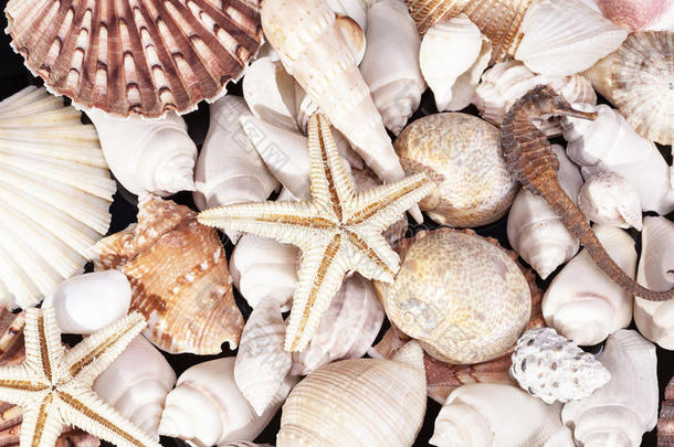 各种贝壳、海星和海马的背景
