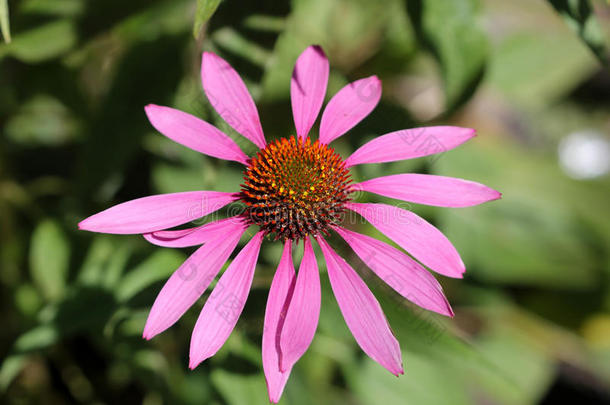 紫锥菊，紫锥花