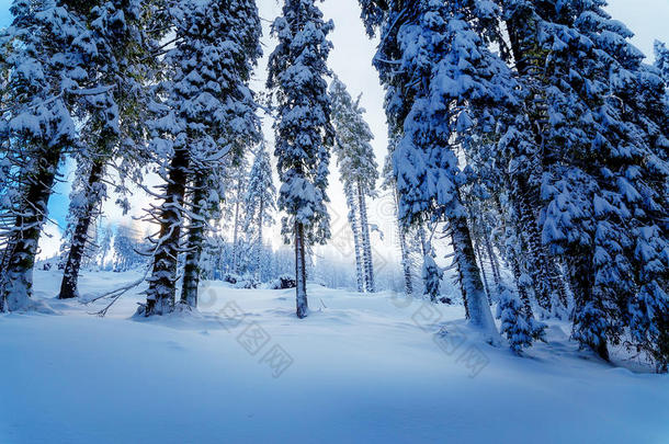 美丽的山地<strong>雪景</strong>和白雪覆盖的<strong>树木</strong>。