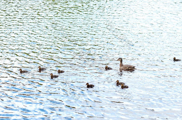 鸭子和小鸭子在湖或河里游泳