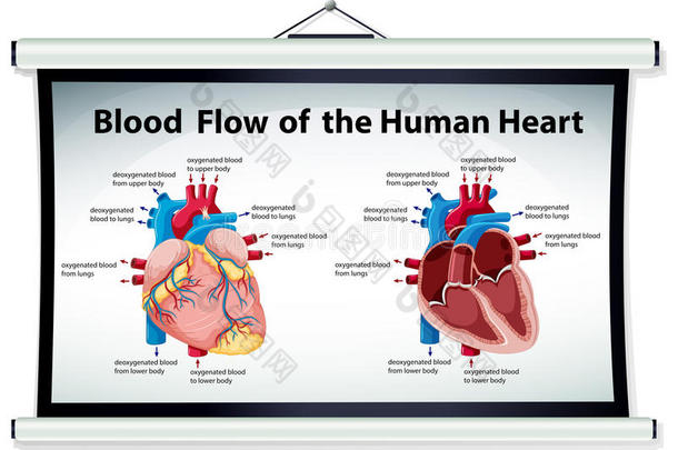 显示人类心脏血流的图表