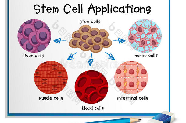 显示不同<strong>干细胞</strong>应用的图表