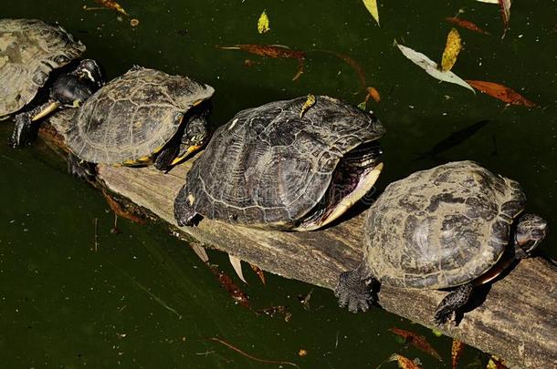 动物园里的四只池塘滑块海龟（气管）在湖上树干上晒太阳