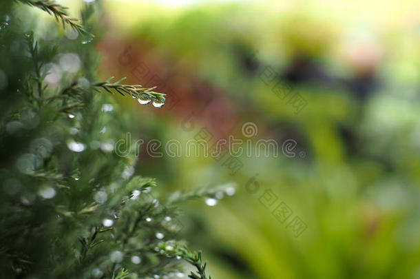 绿叶上的雨滴