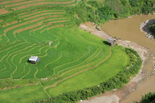 农业绿色稻田和水稻梯田在山上