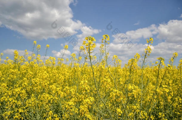 春季在多云的蓝天上分离的黄色开花油籽田（<strong>甘蓝</strong>型油菜），盛开的油菜