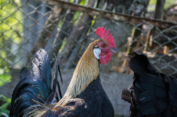 金凤凰公鸡在传统的农村<strong>农家院子</strong>里。 免费范围家禽养殖