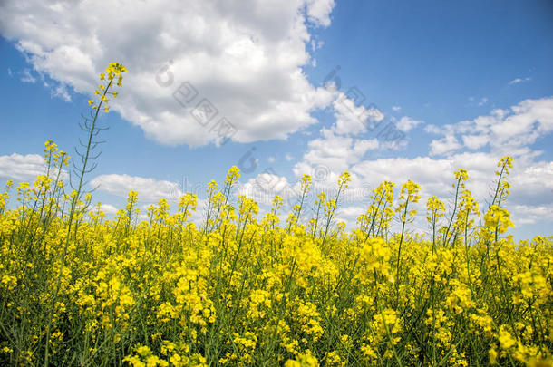 春季在多云的蓝天上分离的黄色开花油籽田（甘蓝型油菜），盛开的油菜