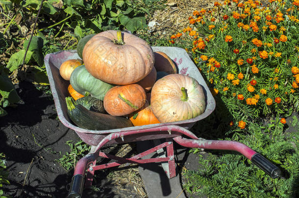农业秋天携带颜色容器