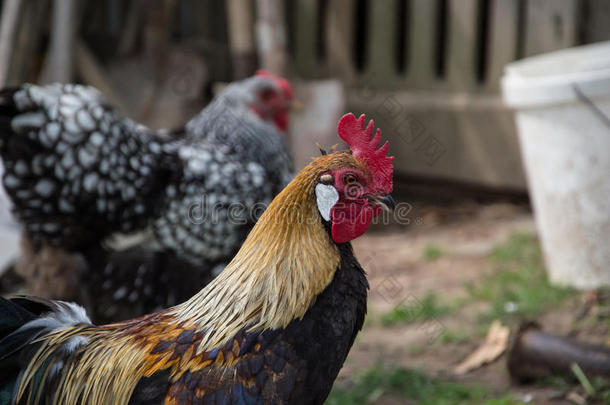 金凤凰公鸡在传统的农村农家院子里。 免费范围家禽养殖