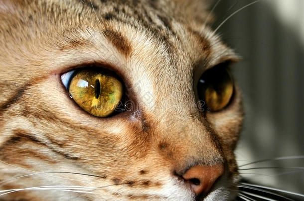 孟加拉猫：孟加拉猫的眼睛特写