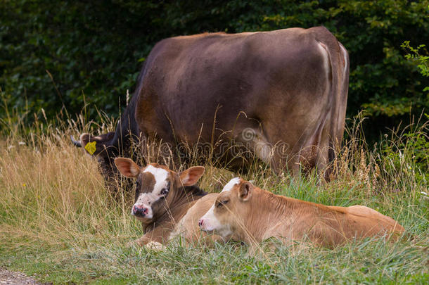 山上牧场上的奶牛宝宝看着镜头