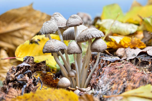 家庭不可食用蘑菇生长在森林中。