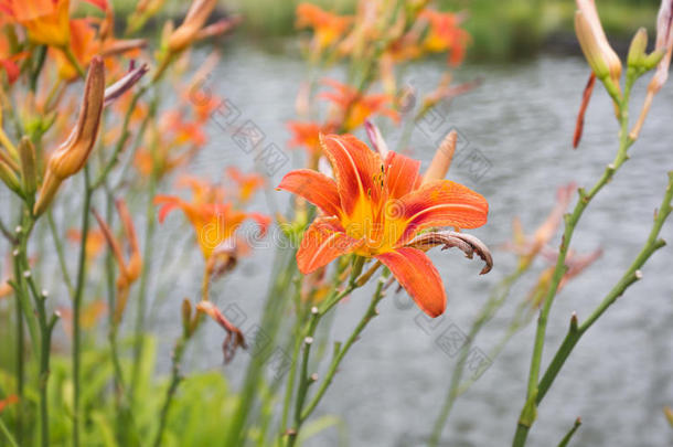 美丽的橙色老虎百合花的特写