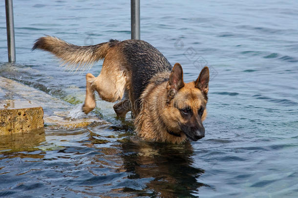 德国牧羊犬游泳