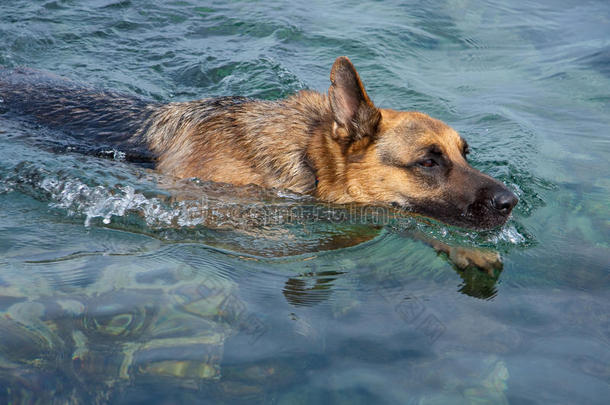 德国牧羊犬游泳