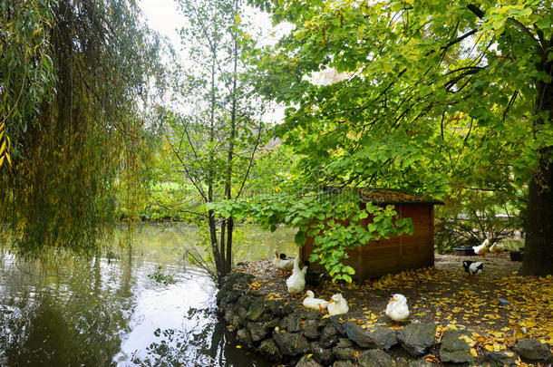 秋天的景象与黄色，鸭子在柳树下。