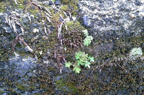 分支植物区系草生活<strong>苔藓</strong>