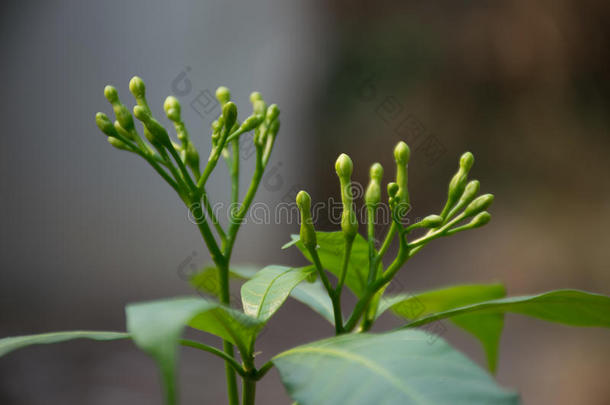 茉莉花开白花