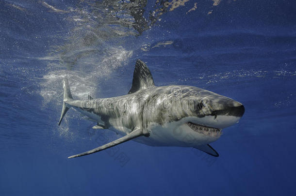 墨西哥<strong>大白鲨</strong>瓜达卢佩