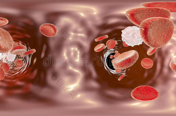 解剖动脉背景生物学血
