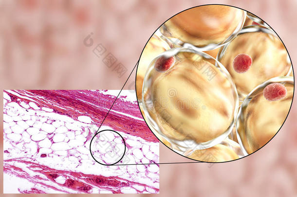 脂肪细胞，显微照片和三维插图