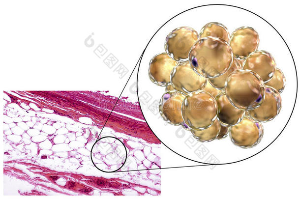 脂肪细胞，显微照片和三维插图