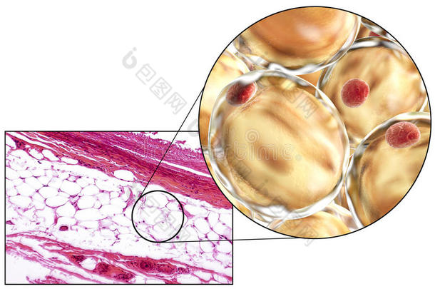 脂肪细胞，显微照片和三维插图