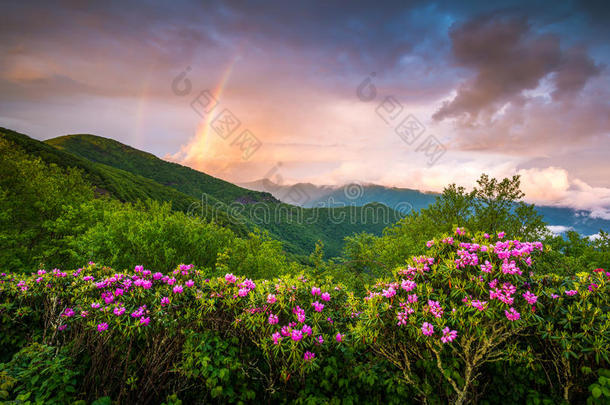 阿巴拉契亚山脉风景优美，春天的鲜花景观，蓝色的山脊