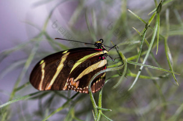 动物竹子植物的棕色的蝴蝶